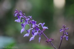 Plectranthus malabaricus